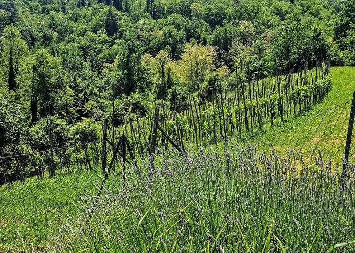 빌라 Vineyard With Private Pool, Gym & Games *